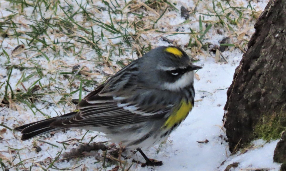 Yellow-rumped Warbler - ML439975701