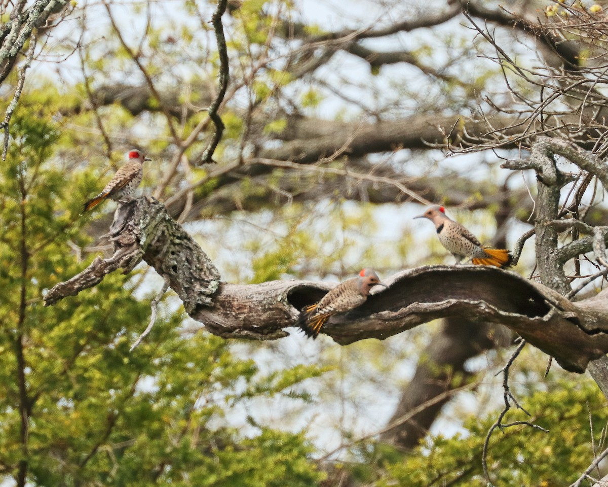 Northern Flicker - ML439977051