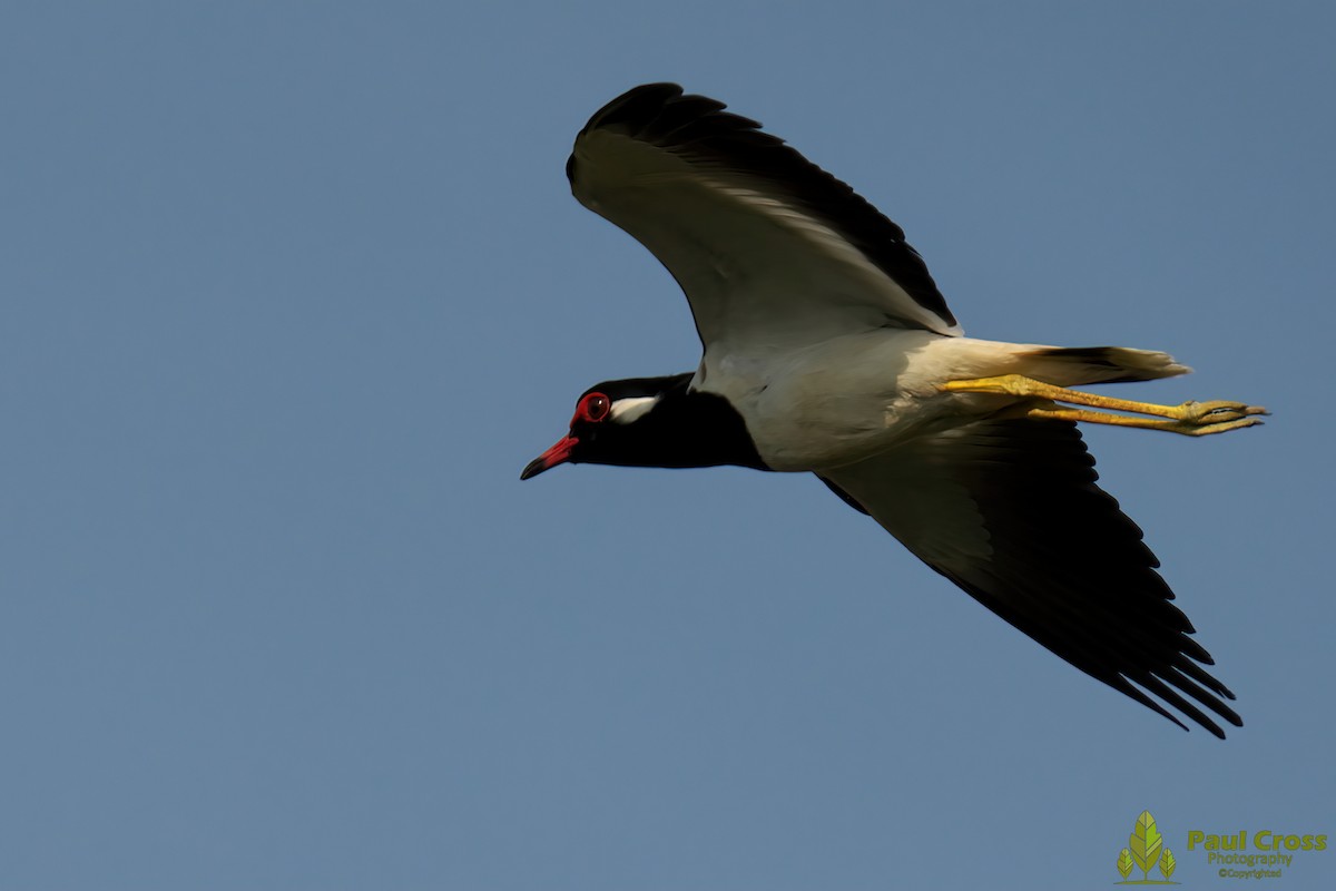 Red-wattled Lapwing - ML439978331