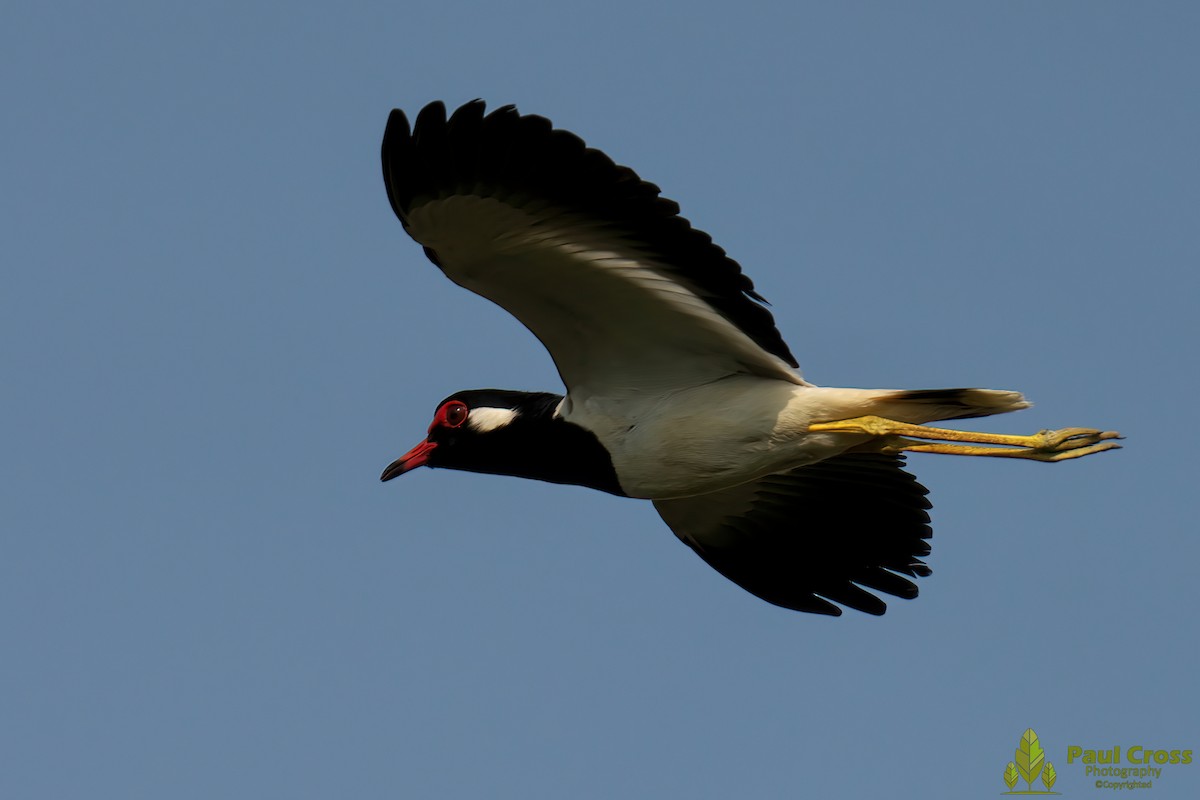 Red-wattled Lapwing - ML439978341