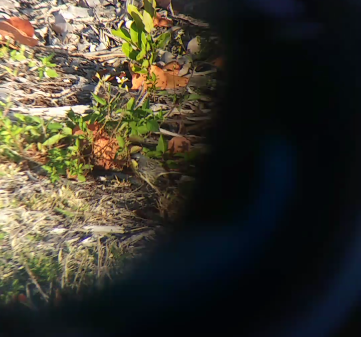 Kirtland's Warbler - ML439979931