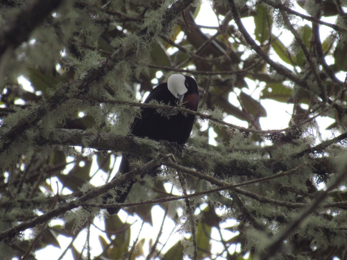 White-capped Tanager - ML43998271