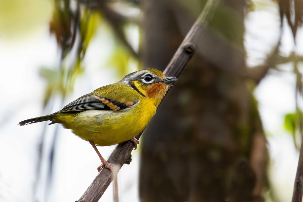 Zimtkehl-Würgervireo - ML439982751