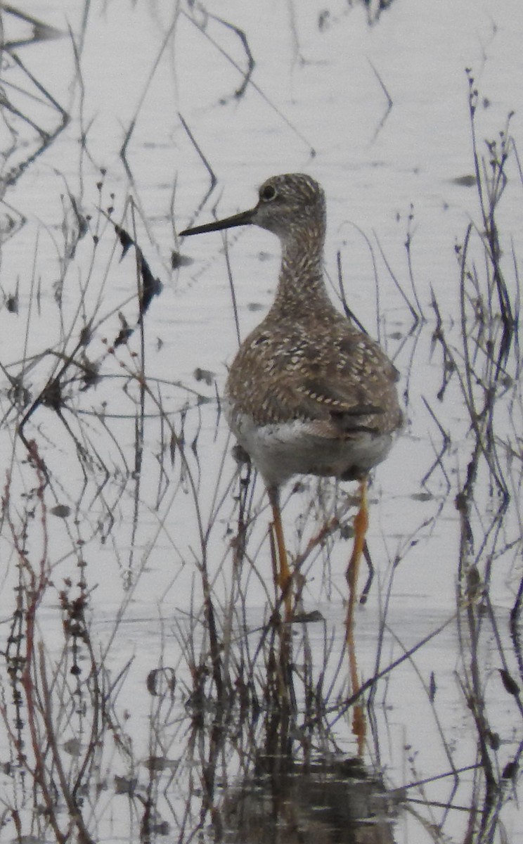 Greater Yellowlegs - ML439982771