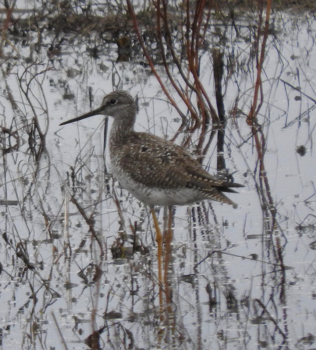 Greater Yellowlegs - ML439982781