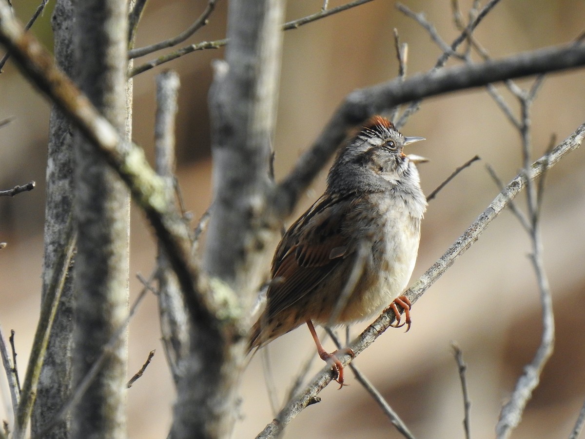 Swamp Sparrow - ML439983591