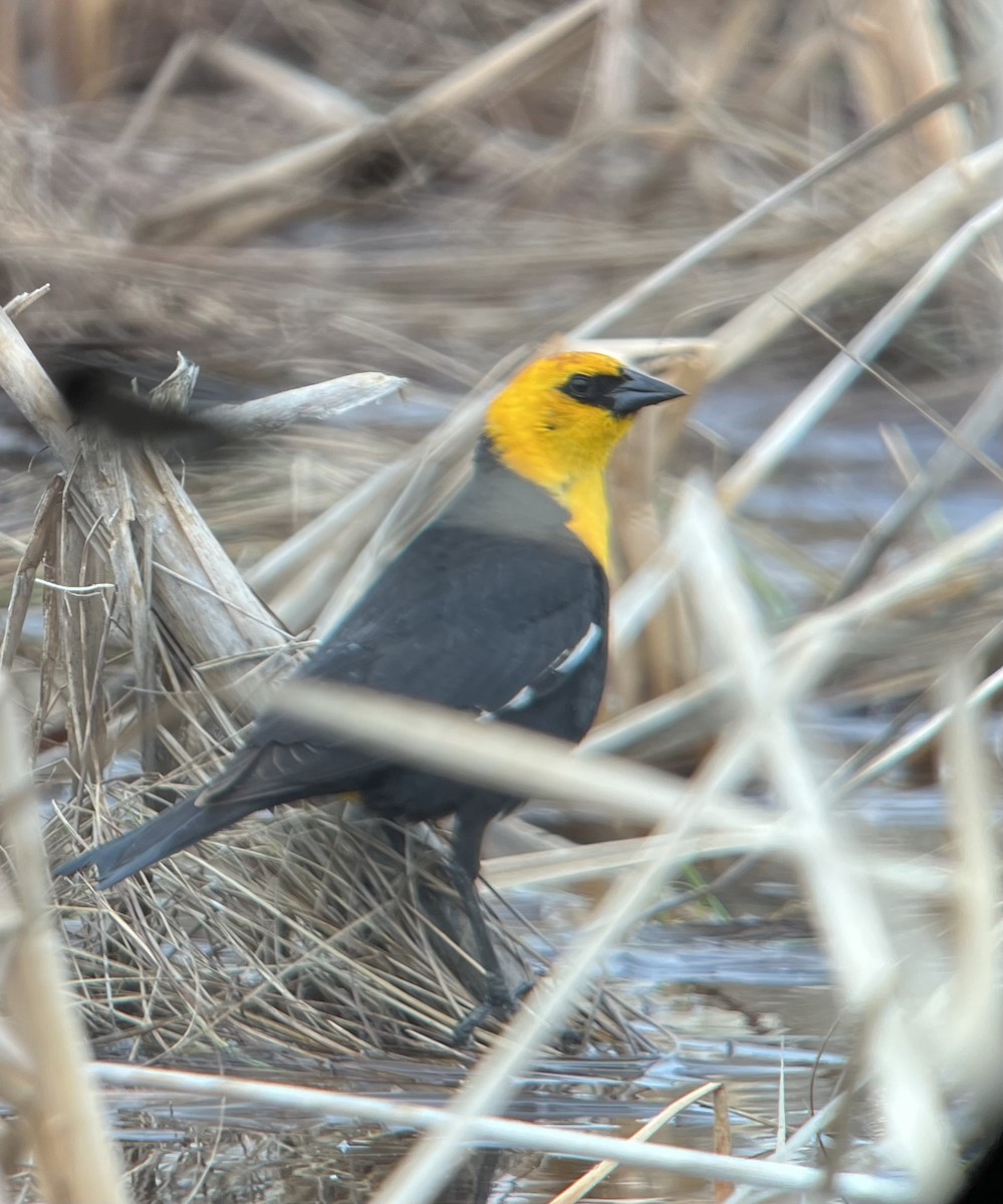 Yellow-headed Blackbird - Mike Peczynski