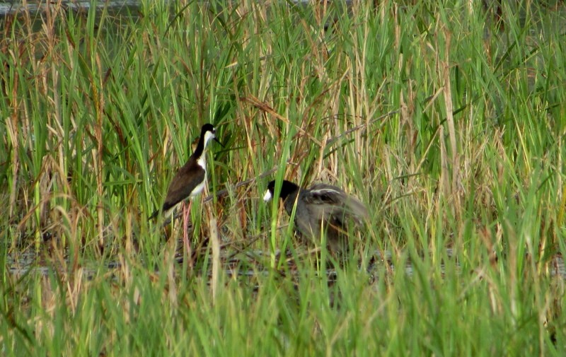 American Coot - ML439984691