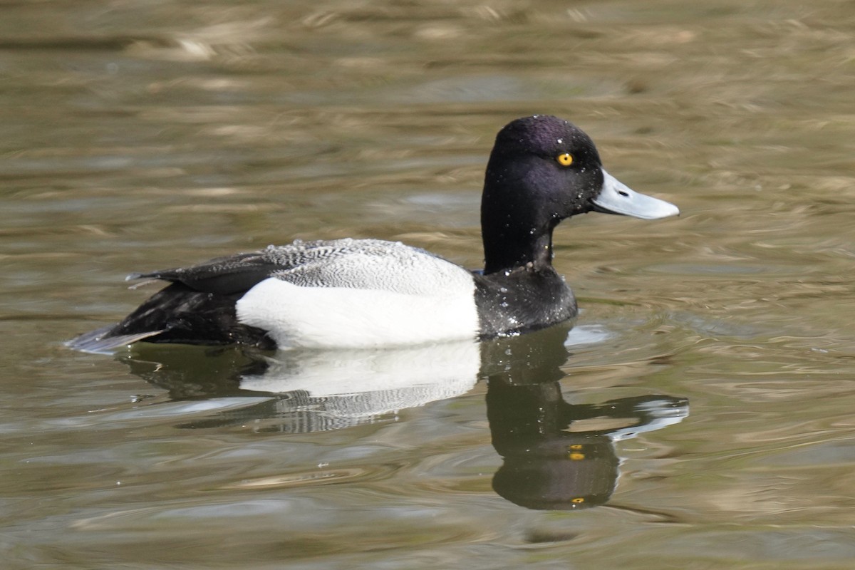 Lesser Scaup - ML439984961