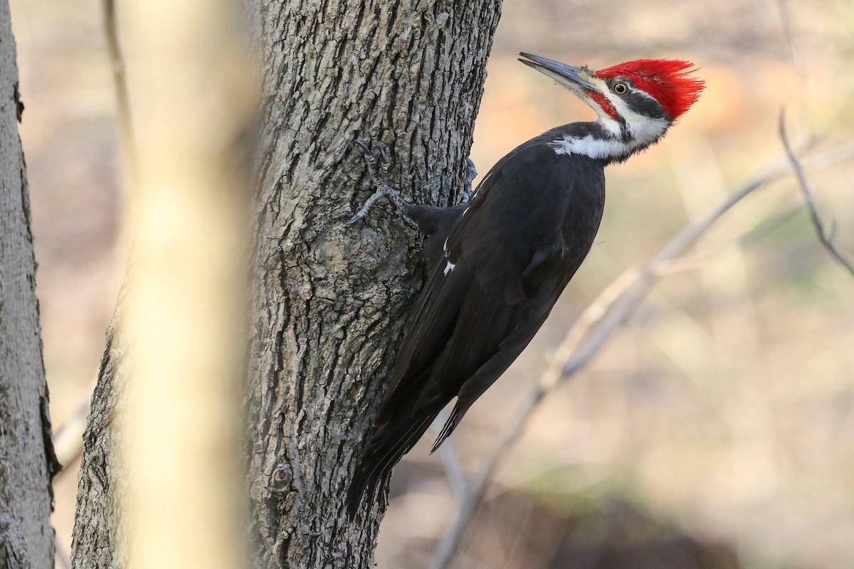 Pileated Woodpecker - ML439990721