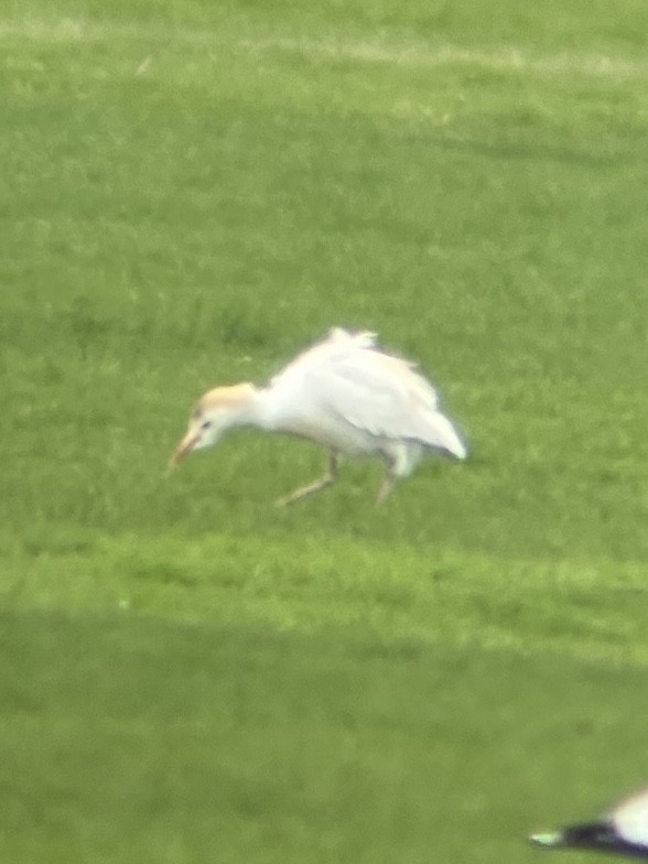 Western Cattle-Egret - ML439992151