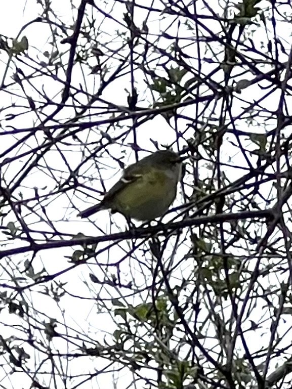 White-eyed Vireo - ML439992381