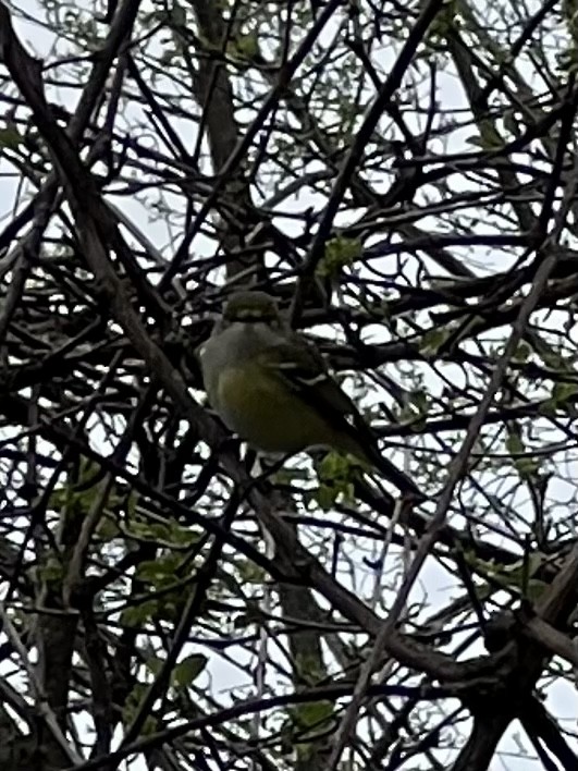 White-eyed Vireo - ML439992421