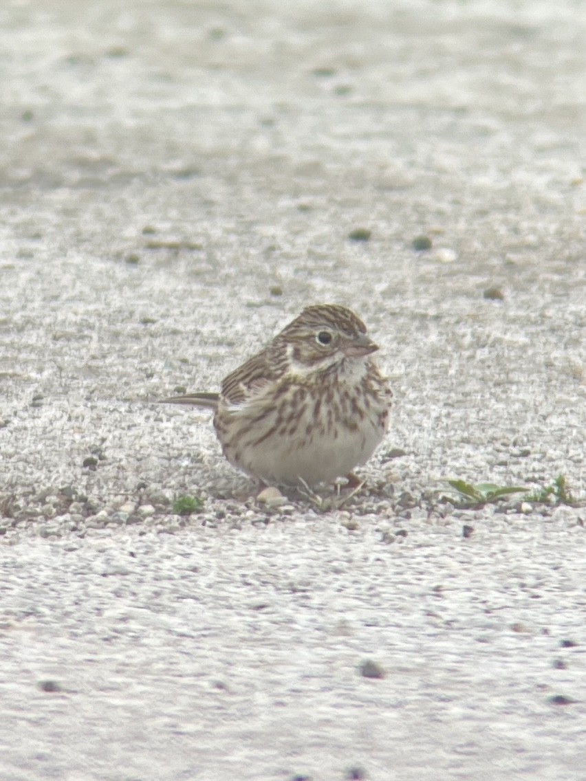 Vesper Sparrow - ML439993991
