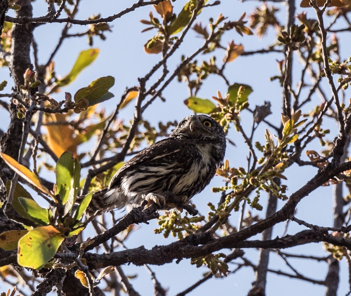 Northern Pygmy-Owl - ML439995351