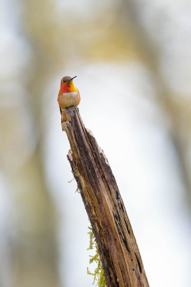 Rufous Hummingbird - JD Hascup