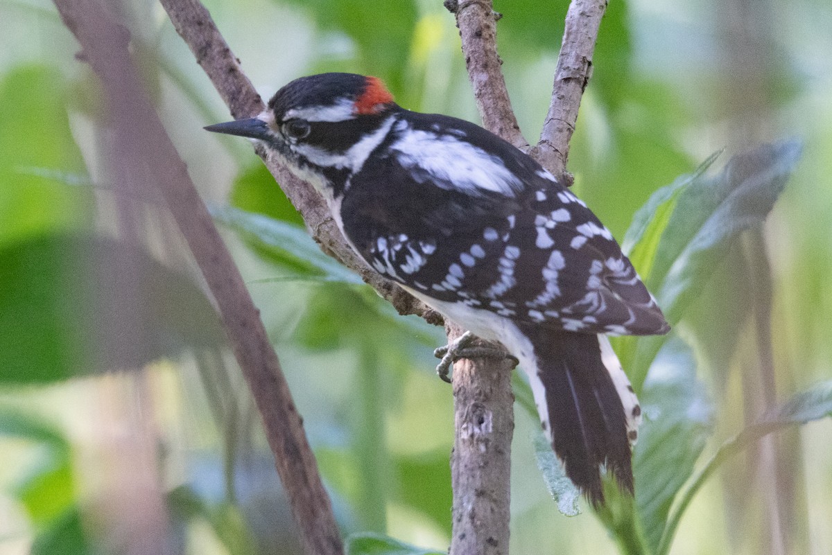 Downy Woodpecker - ML439996861