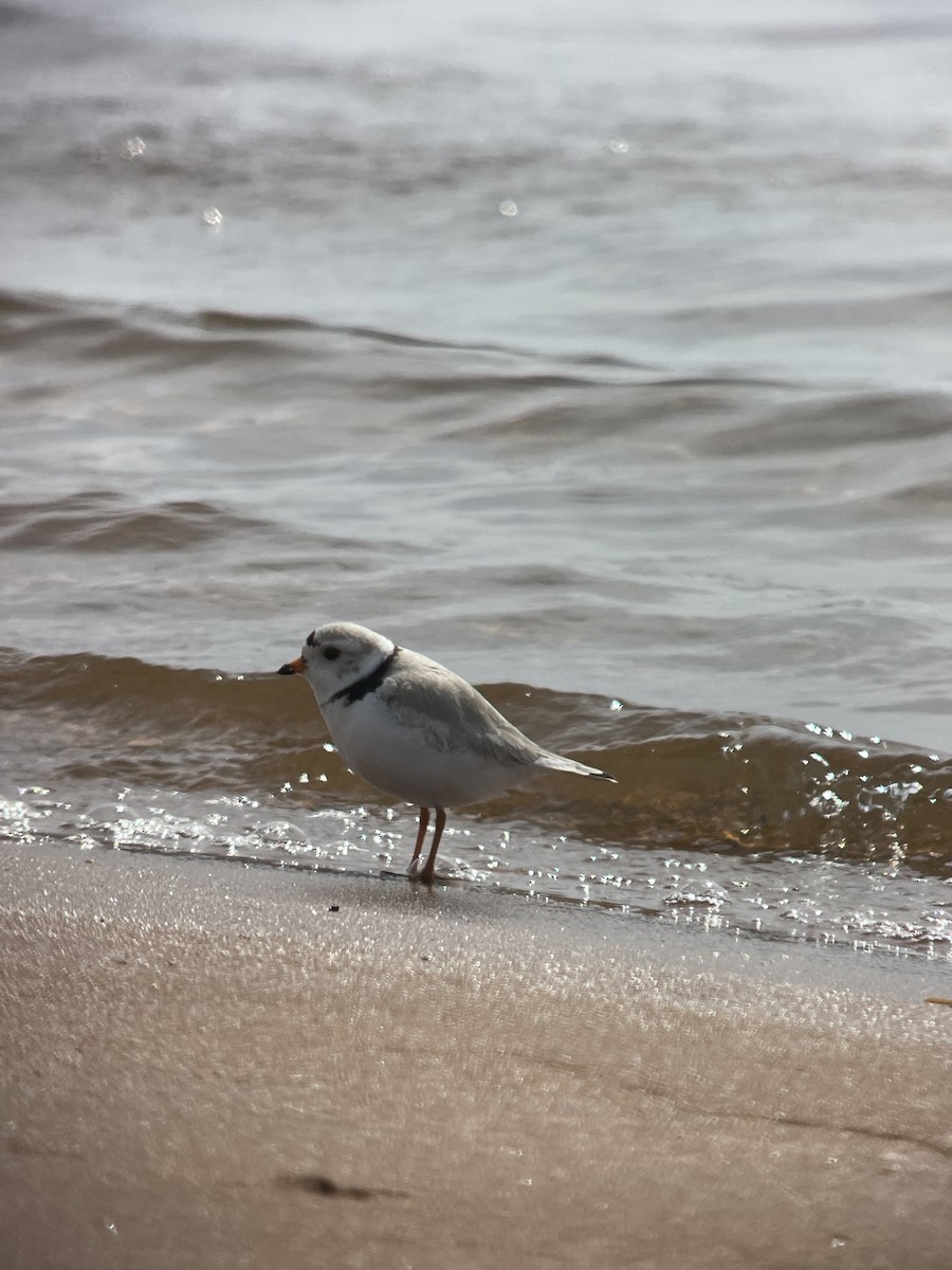 Piping Plover - ML439997321