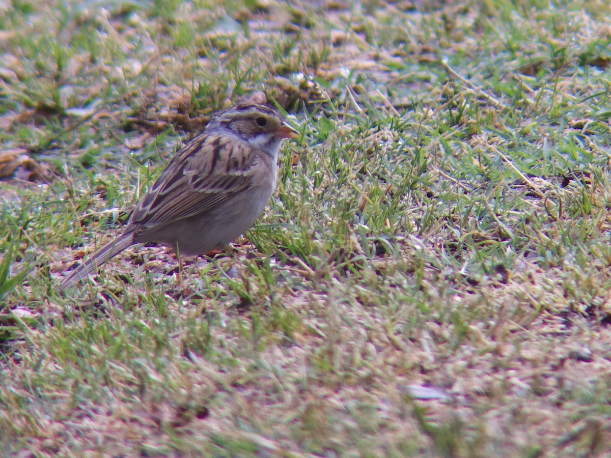 Clay-colored Sparrow - ML439998261
