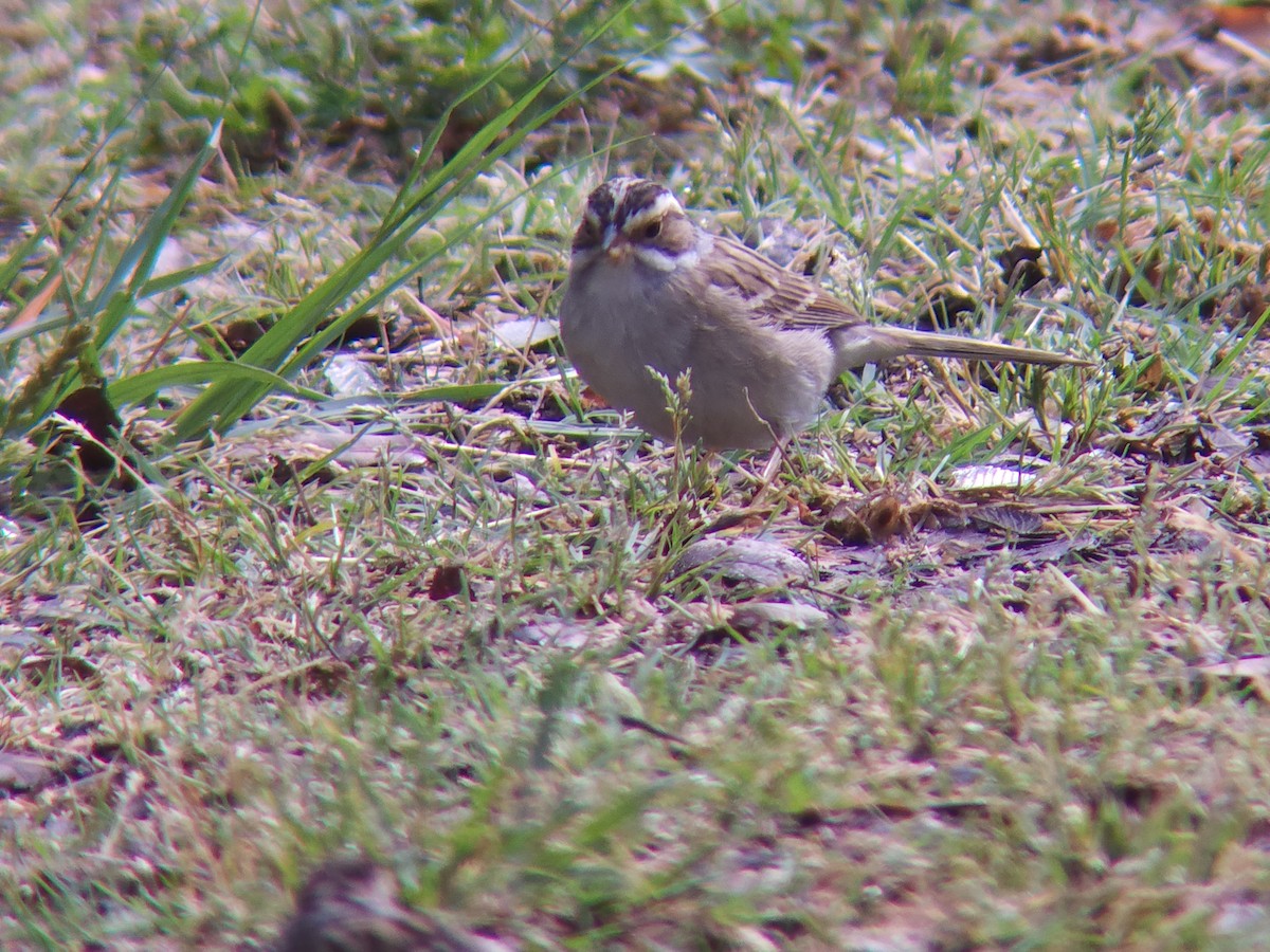 Clay-colored Sparrow - ML439998271