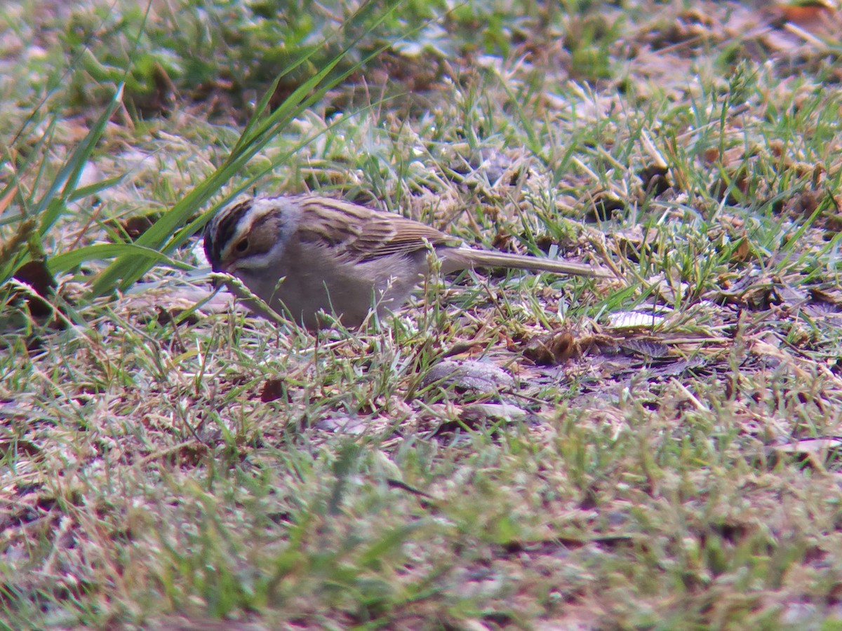 Clay-colored Sparrow - ML439998301