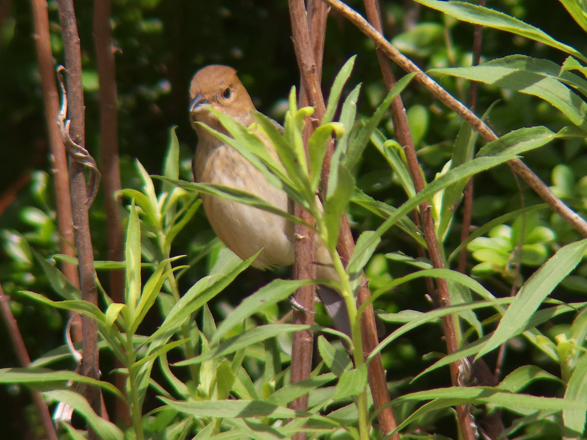 Passerin indigo - ML439998721