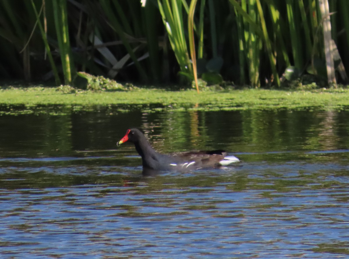 Common Gallinule - ML440000161