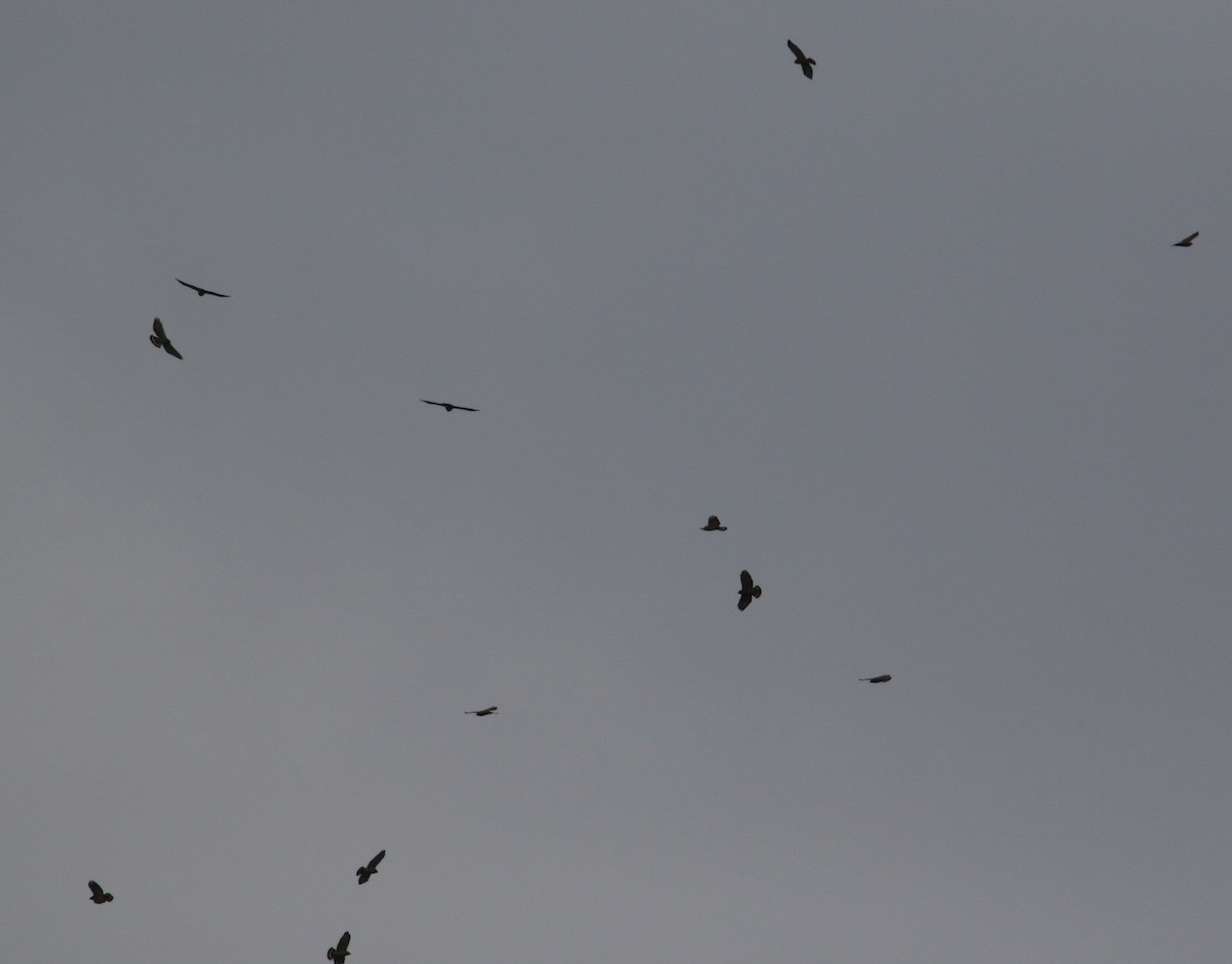 Broad-winged Hawk - ML440000941