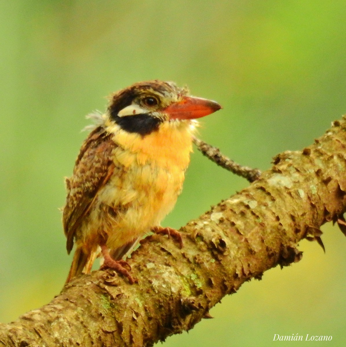 White-eared Puffbird - ML440001251