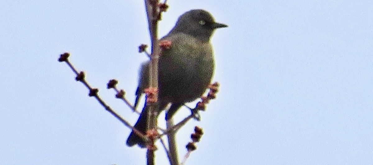 Rusty Blackbird - ML440003241