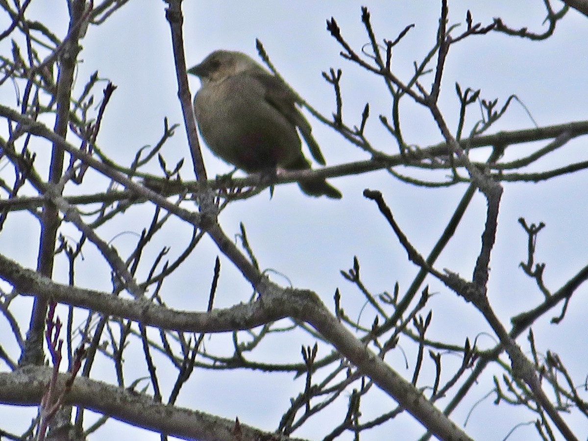 Brown-headed Cowbird - ML440003601
