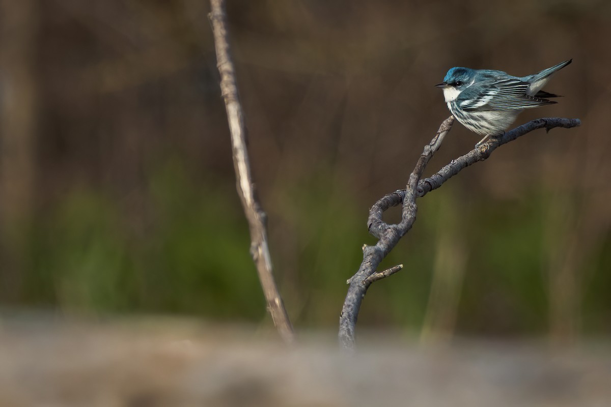 Blauwaldsänger - ML440003651