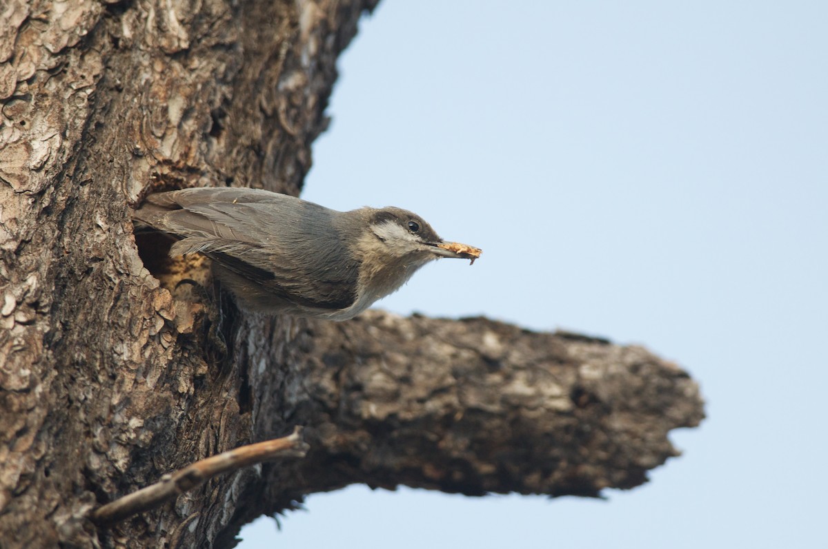 Pygmy Nuthatch - ML44000391