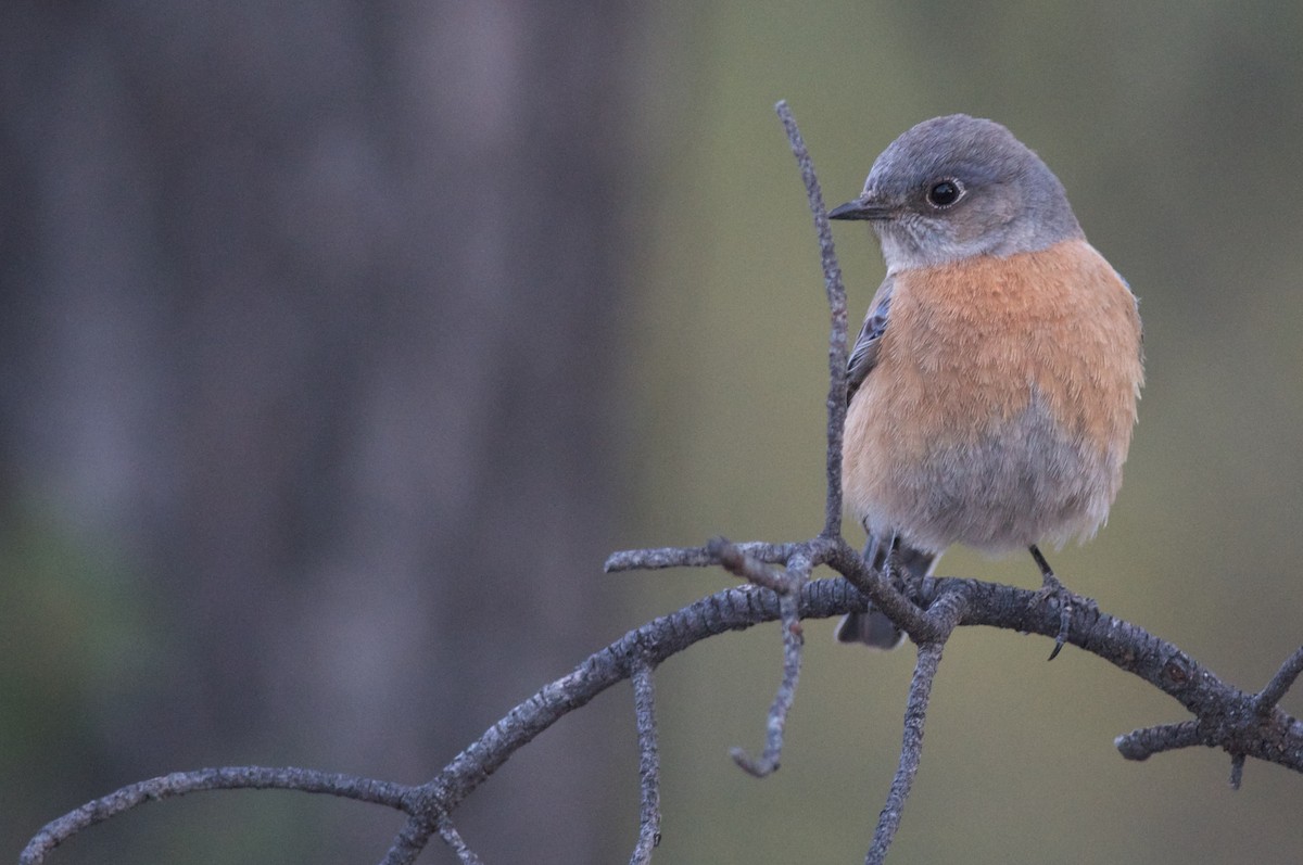 Western Bluebird - Amanda Guercio