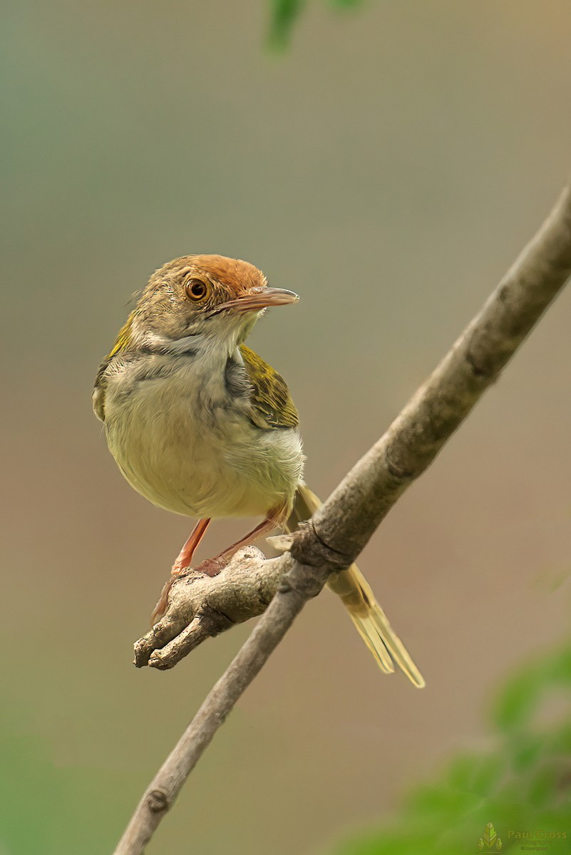 Rotstirn-Schneidervogel - ML440004031