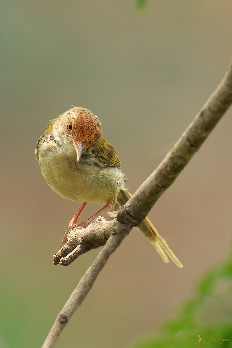 Common Tailorbird - Paul Cross