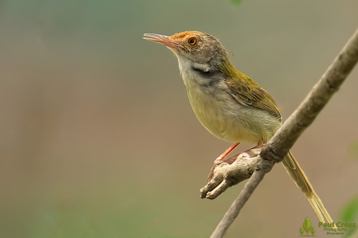 Common Tailorbird - Paul Cross
