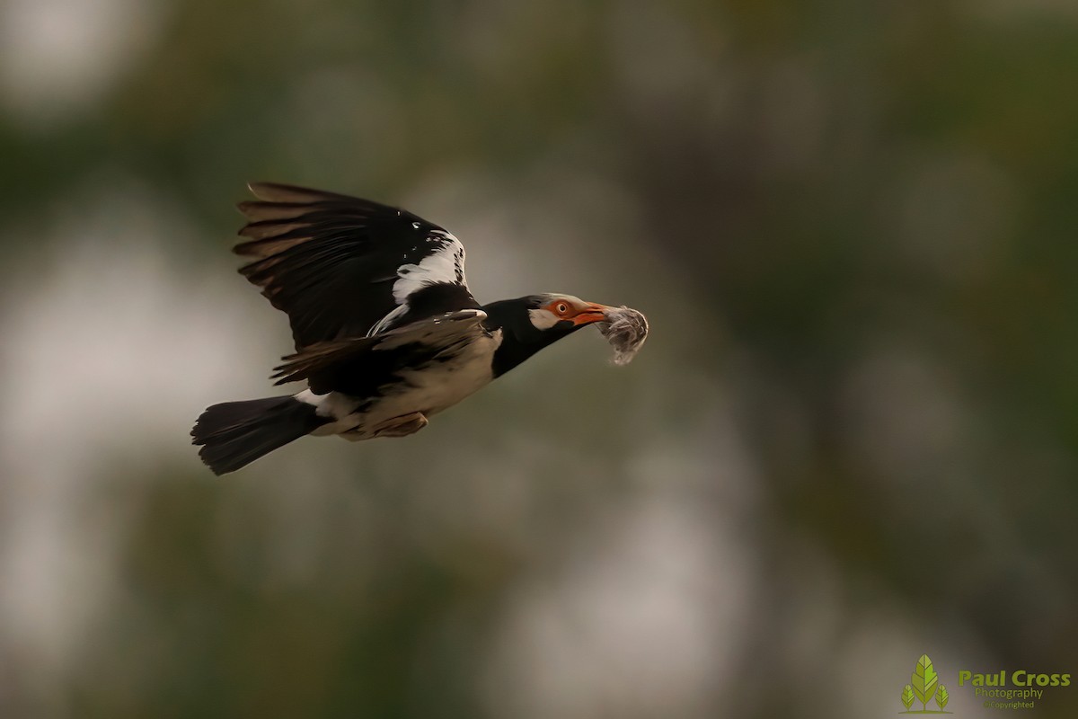 Siamese Pied Starling - Paul Cross