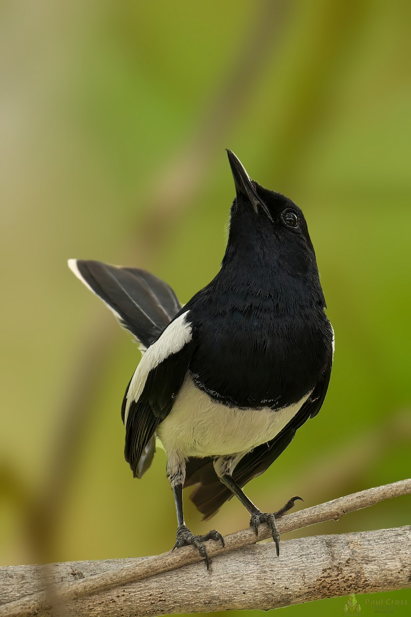 Oriental Magpie-Robin - ML440005021