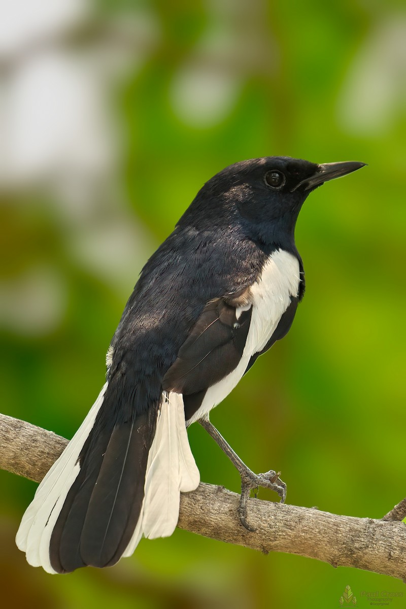 Oriental Magpie-Robin - ML440005041