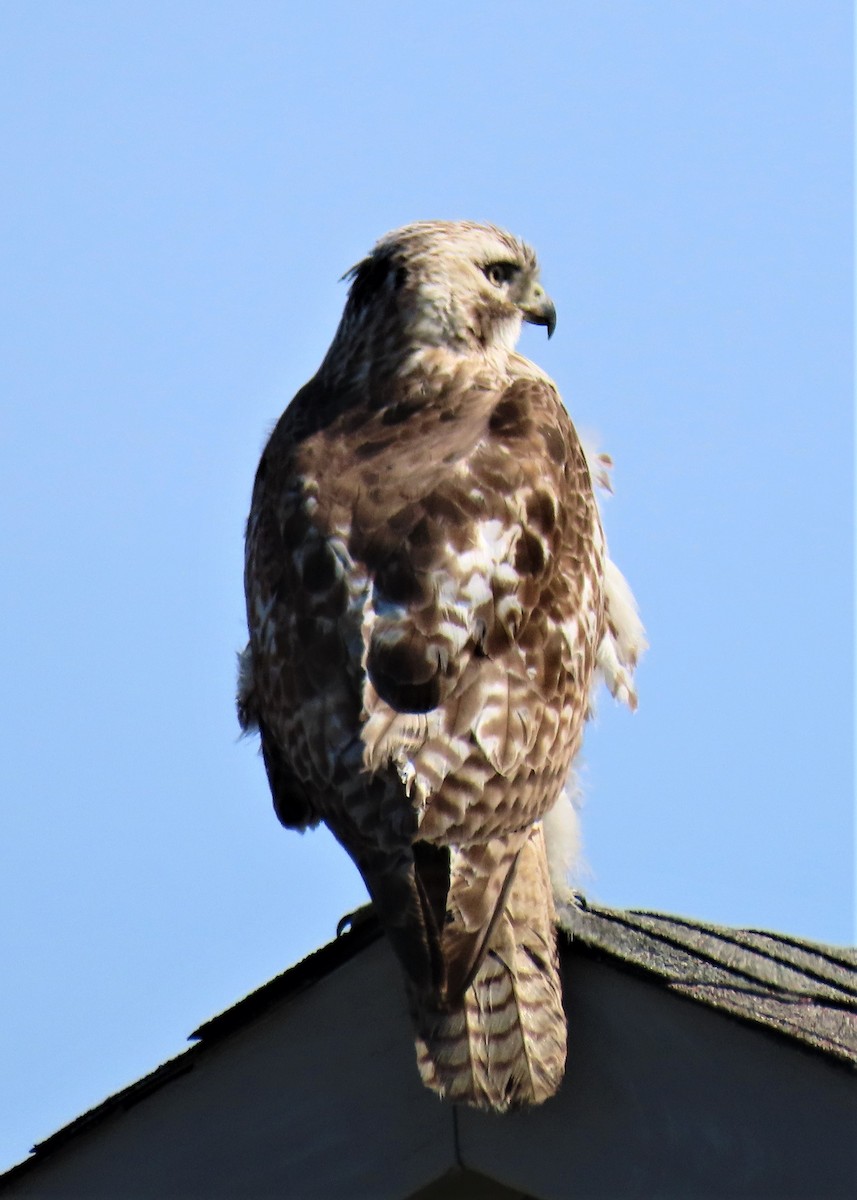 Red-tailed Hawk - ML440005451