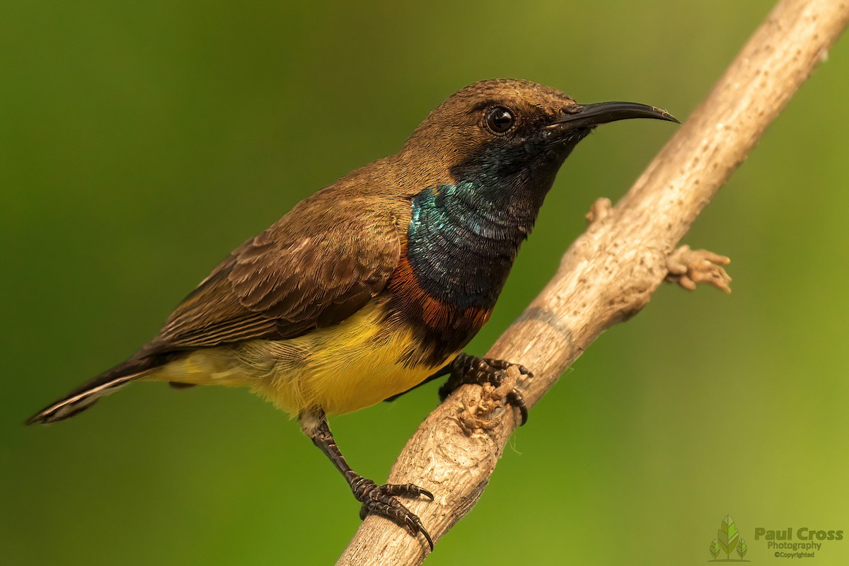 Ornate Sunbird - Paul Cross