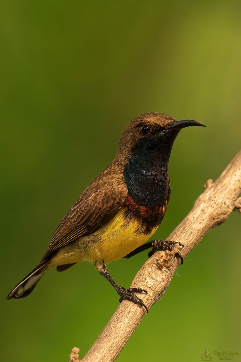 Ornate Sunbird - Paul Cross