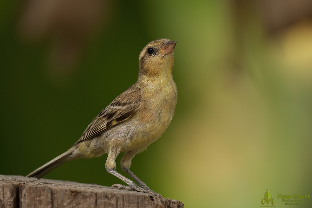 Plain-backed Sparrow - Paul Cross