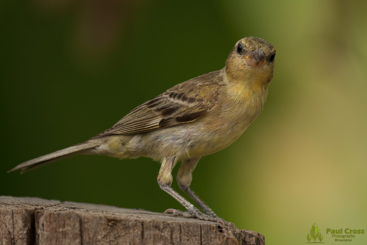 Plain-backed Sparrow - Paul Cross