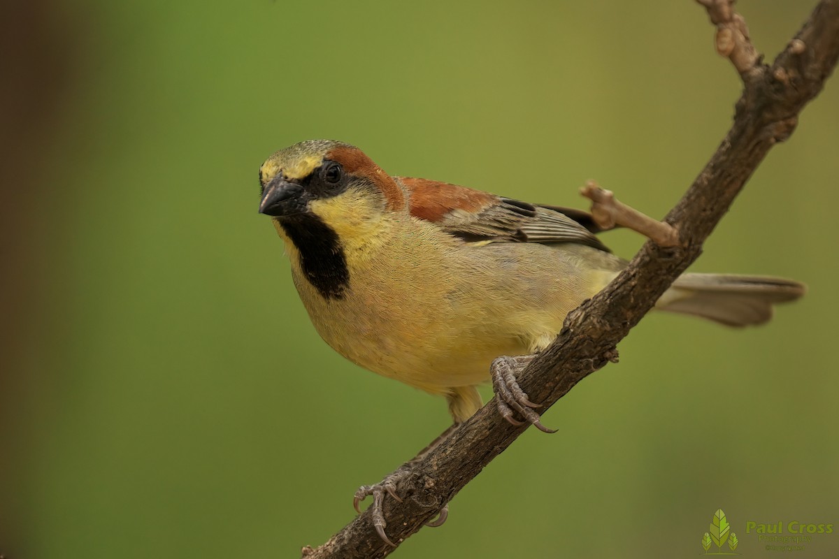 Plain-backed Sparrow - Paul Cross