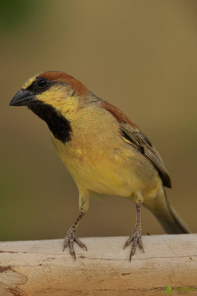 Plain-backed Sparrow - Paul Cross