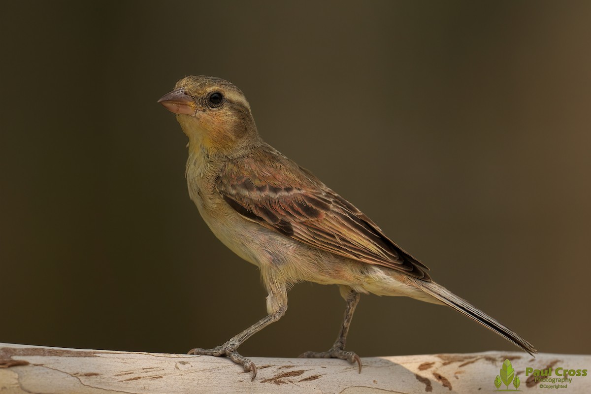 Plain-backed Sparrow - Paul Cross