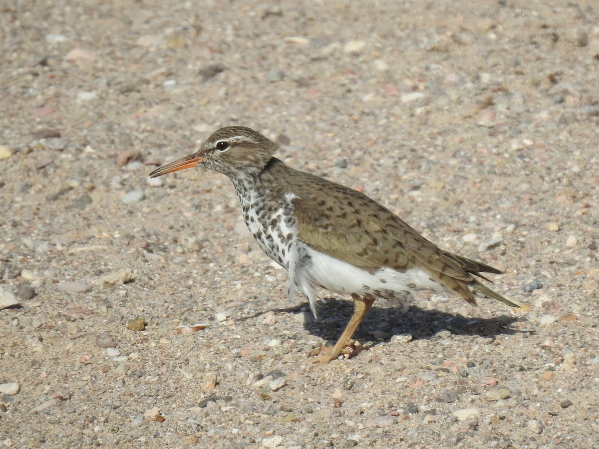 Spotted Sandpiper - Joel Gilb