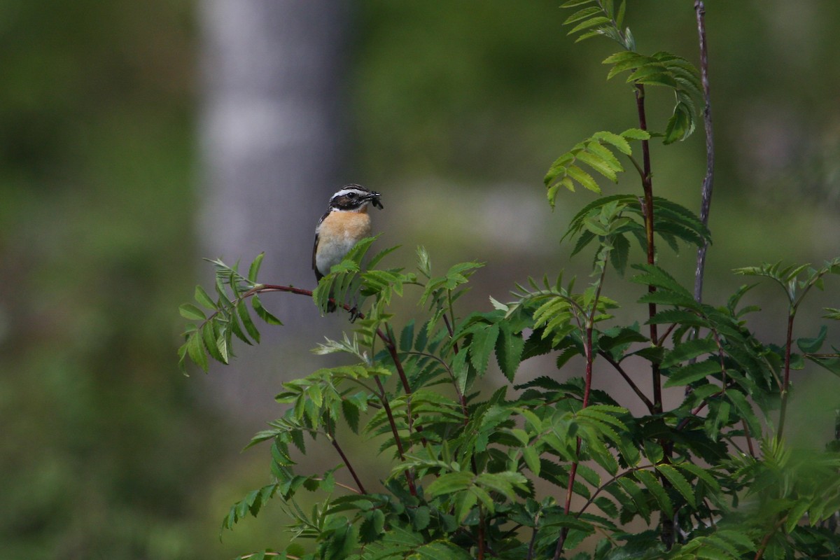 Whinchat - Thomas Galewski